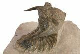 Beautiful Metacanthina Trilobite - Lghaft, Morocco #310620-1